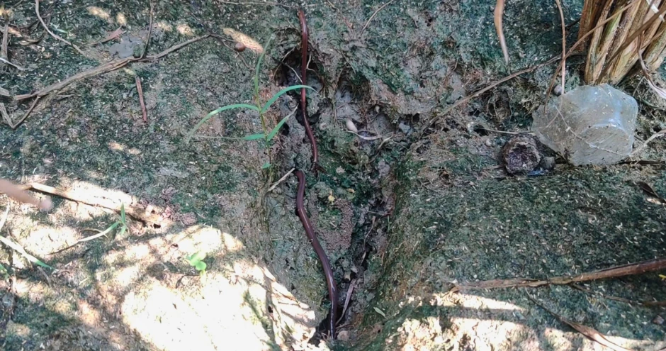 Earthworms in biologically active field soil