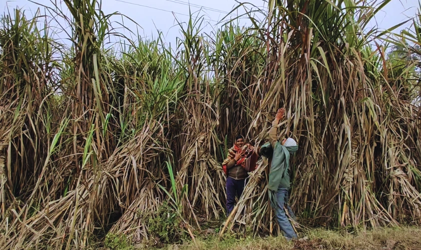 Tall dense sugarcane crop showing consistent productivity