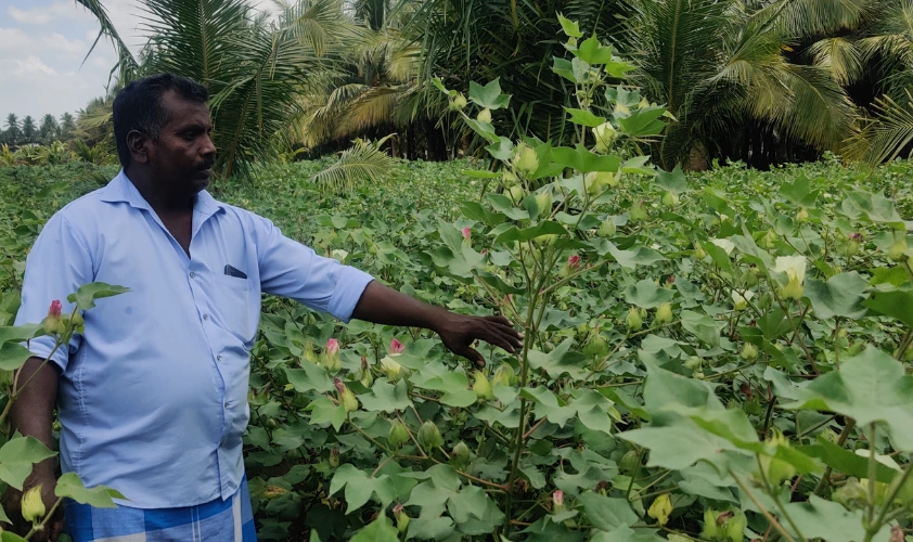 Farmer in a BomLife cotton field showing negligible pest and disease incidence