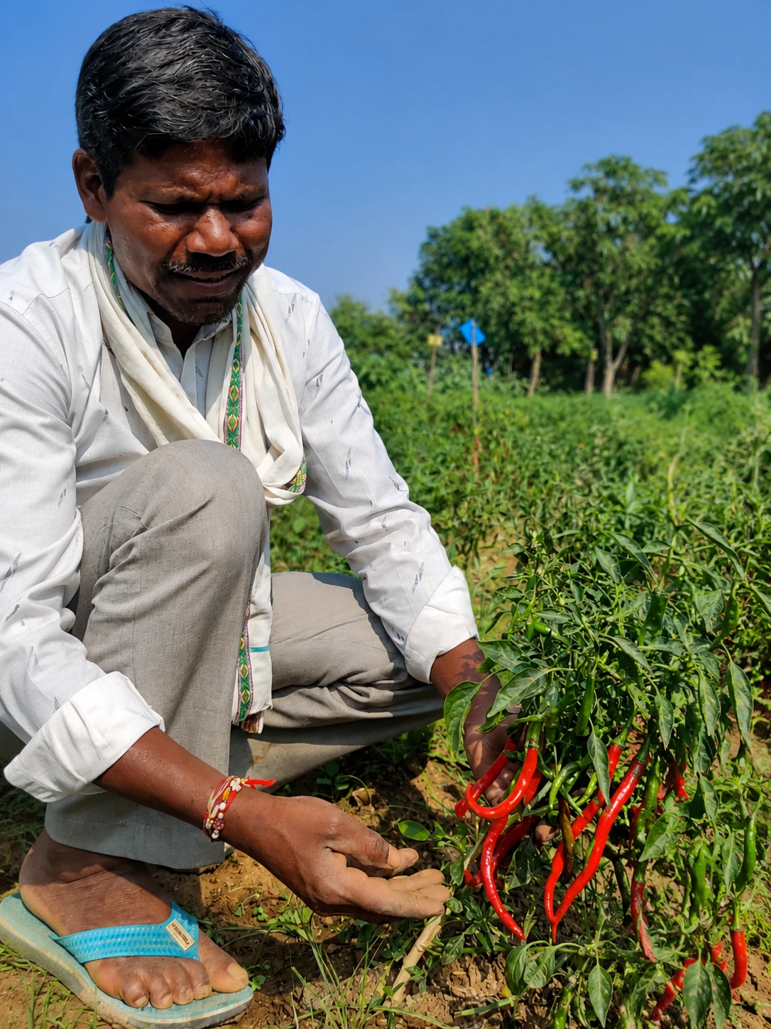 Farmer practising bio-organic agriculture