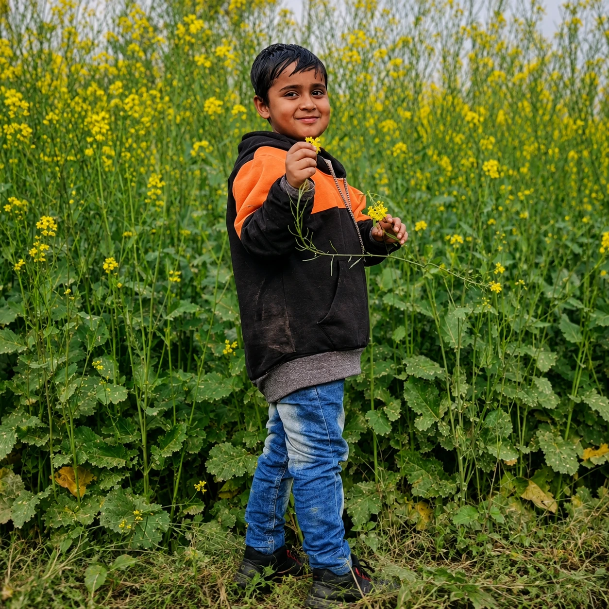 Child standing in a healthy crop field