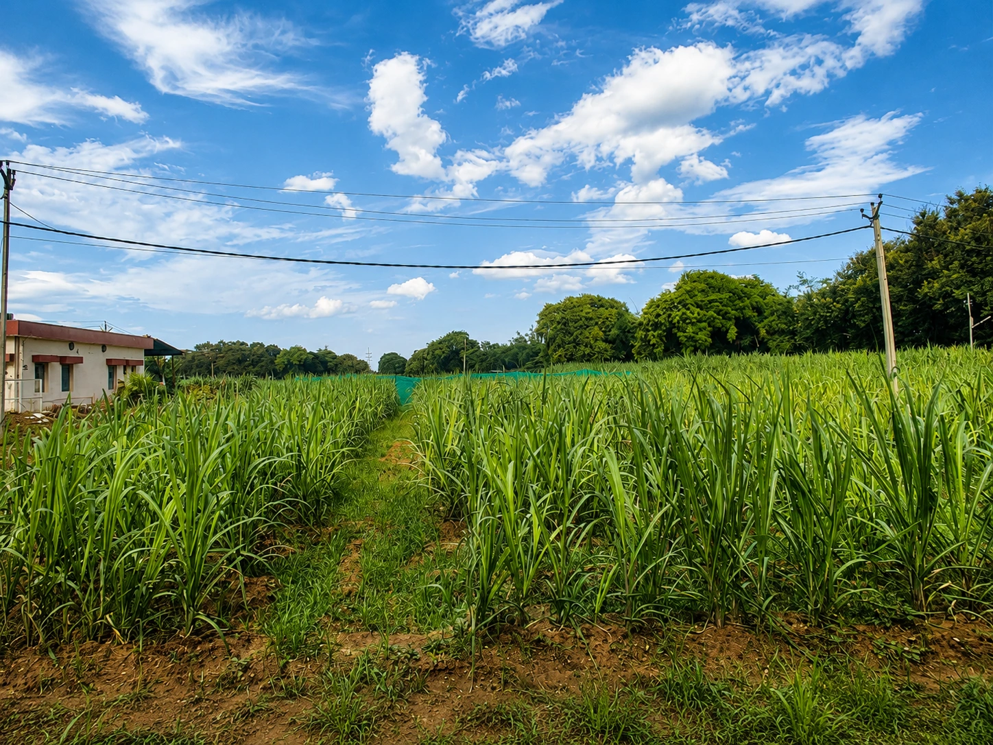 Sugarcane trial plot under institutional validation