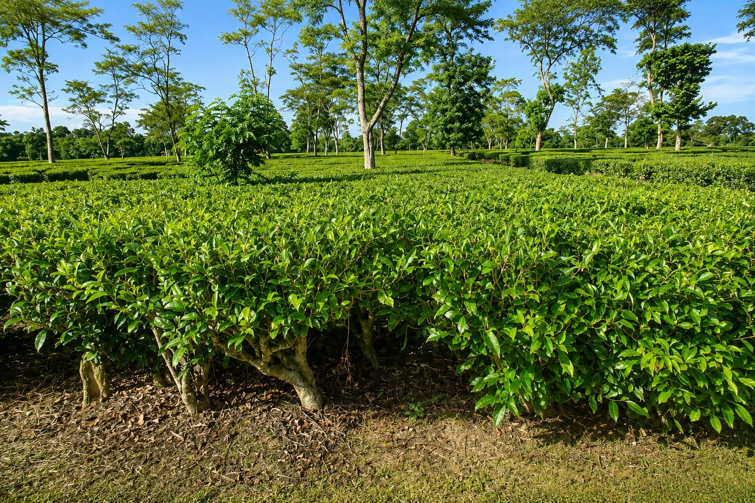 BomLife tea trial plot during institutional validation