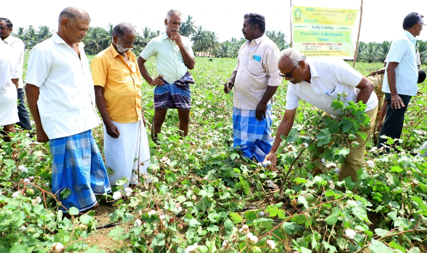 Cotton field demonstration where the BOMLife package of practice is implemented