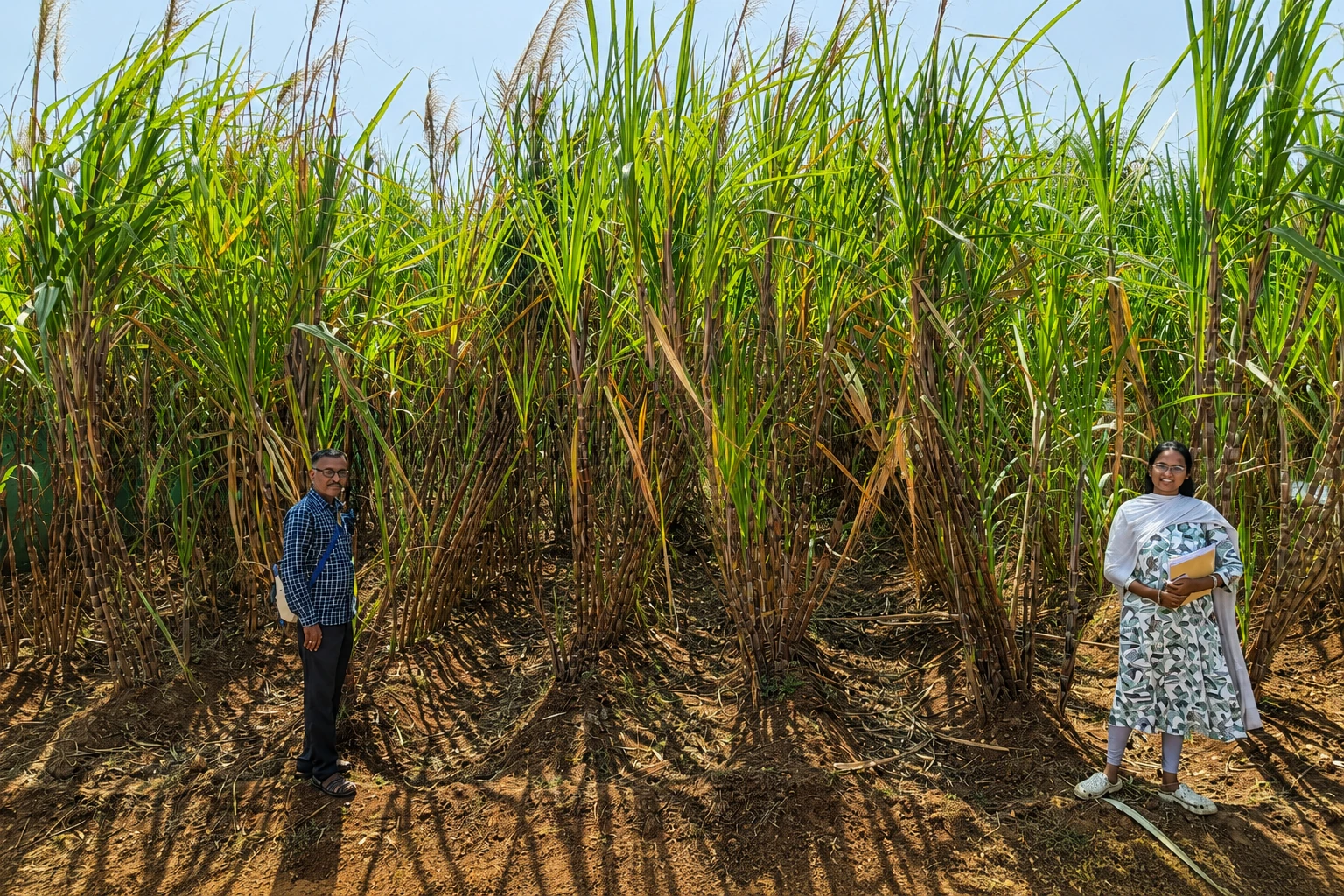 Sugarcane field where the BOMLife package of practice is implemented