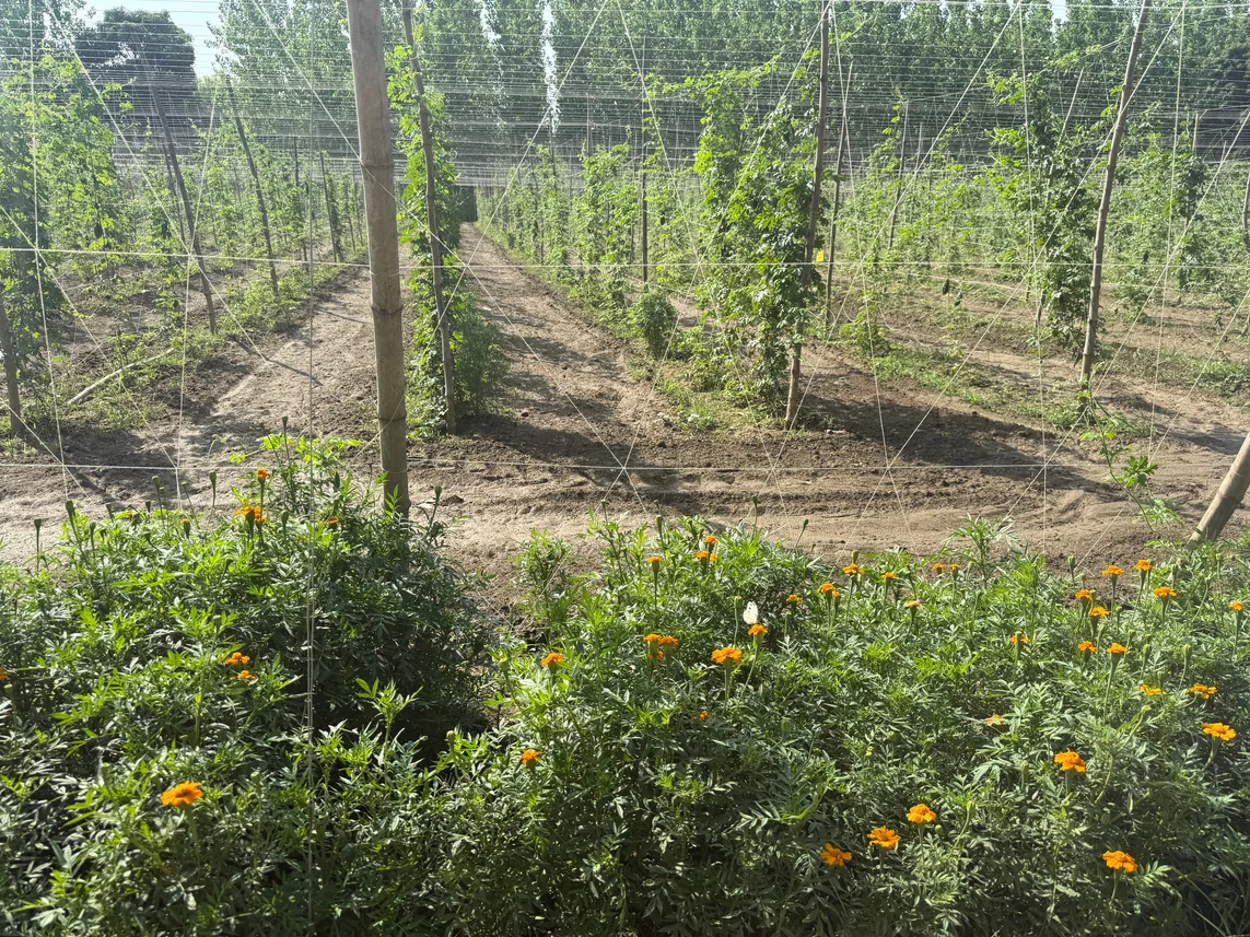 Marigold trap crop planted along the border of a cultivated field