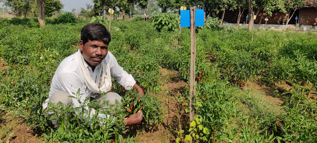 Farmer working in a chilli field