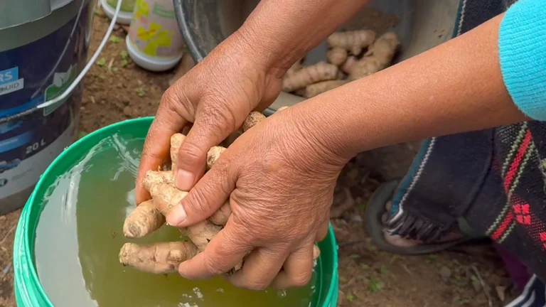 Ginger and turmeric rhizomes being washed before planting