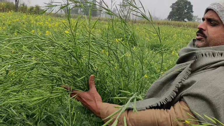 Farmer inspecting a flowering mustard field