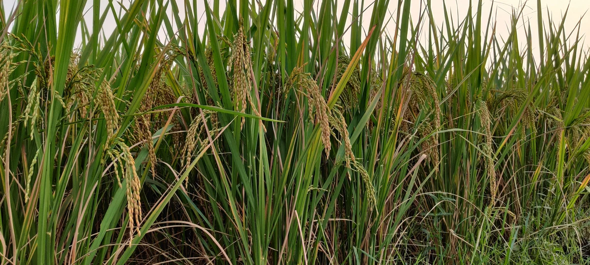Paddy crop standing in the field