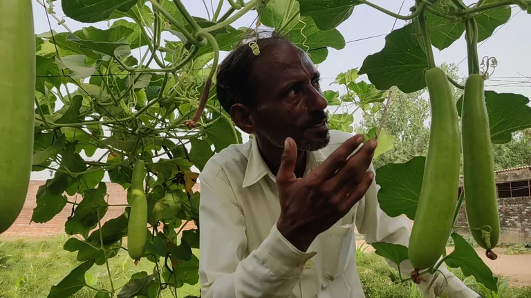 Farmer inspecting gourds on a vegetable trellis