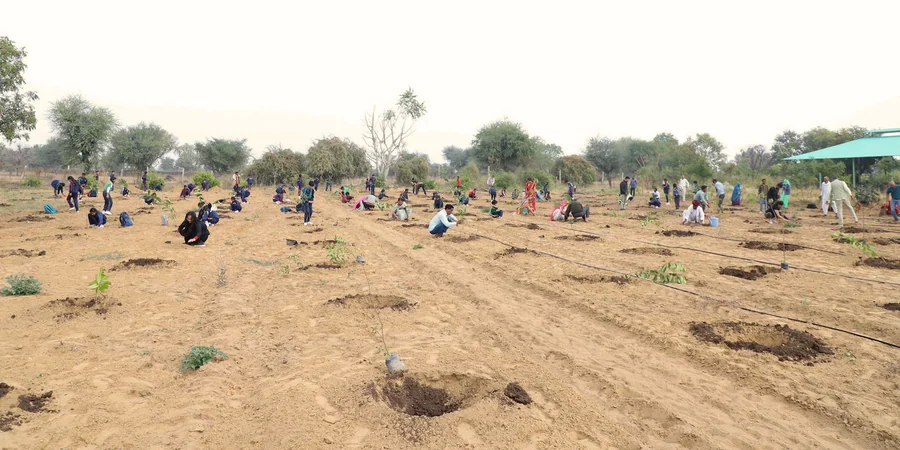 Large scale plantation site with saplings planted in prepared pits