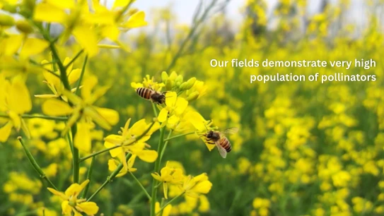 Bees pollinating yellow mustard flowers in a BOMLife field with a high pollinator population