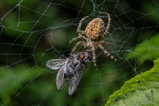 Spider in its web consuming a caught insect pest — a natural predator