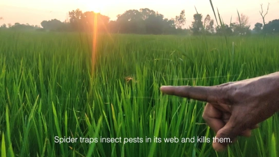 Hand pointing across a green field at sunset where spider traps insect pests in its web