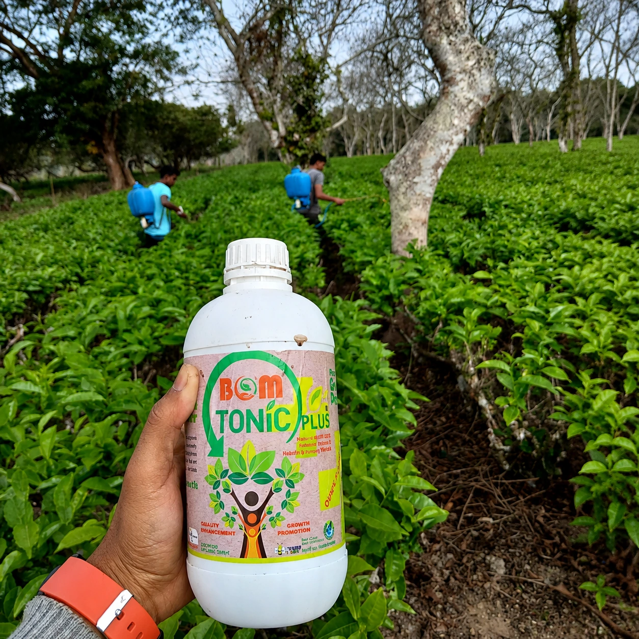 Bom Tonic Plus bottle held in a tea plantation
